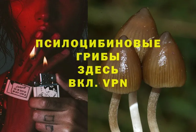 Галлюциногенные грибы Cubensis  Саки 